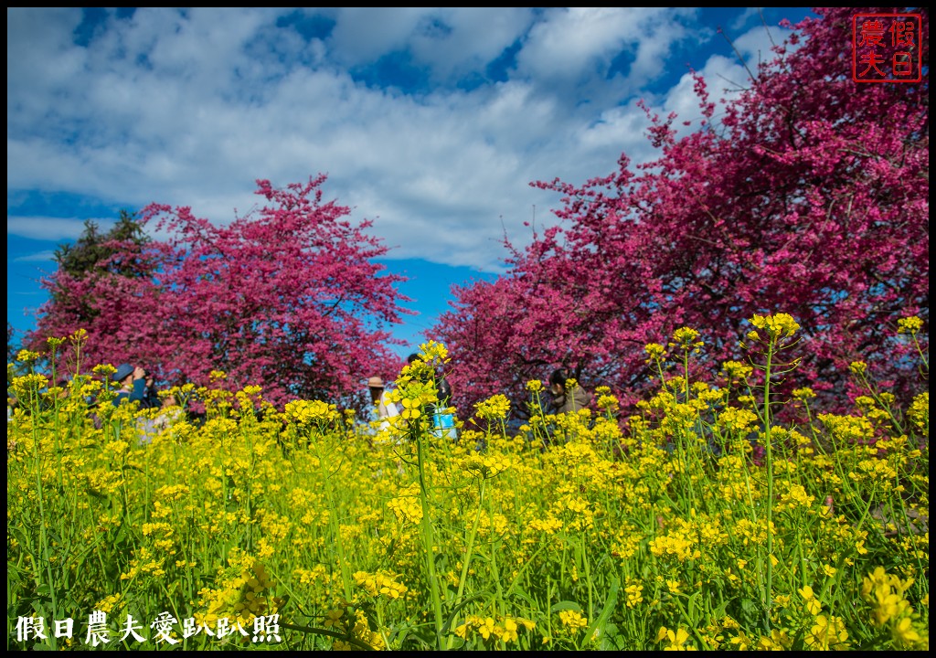 阿本農場|盛開櫻花搭配油菜花波斯菊花海更美|2024交通資訊 @假日農夫愛趴趴照