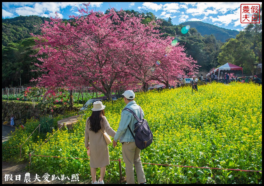 阿本農場|盛開櫻花搭配油菜花波斯菊花海更美|2024交通資訊 @假日農夫愛趴趴照