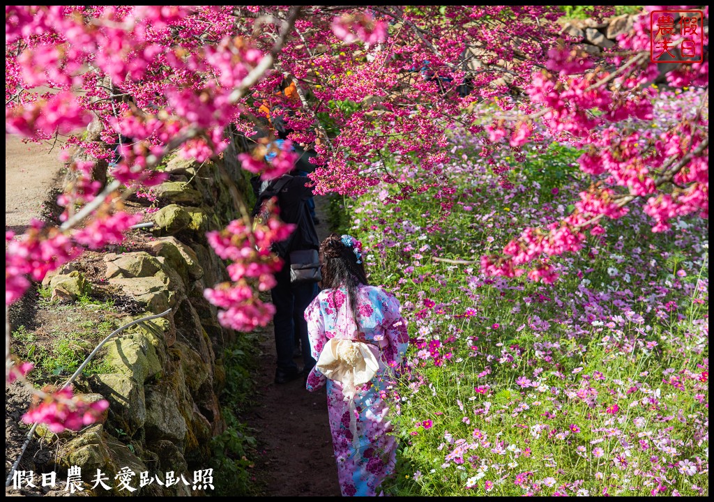 阿本農場|盛開櫻花搭配油菜花波斯菊花海更美|2024交通資訊 @假日農夫愛趴趴照