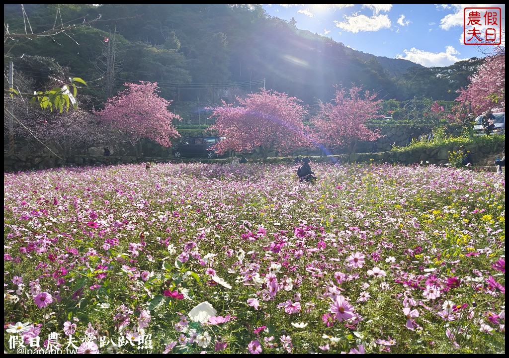 阿本農場|盛開櫻花搭配油菜花波斯菊花海更美|2024交通資訊 @假日農夫愛趴趴照