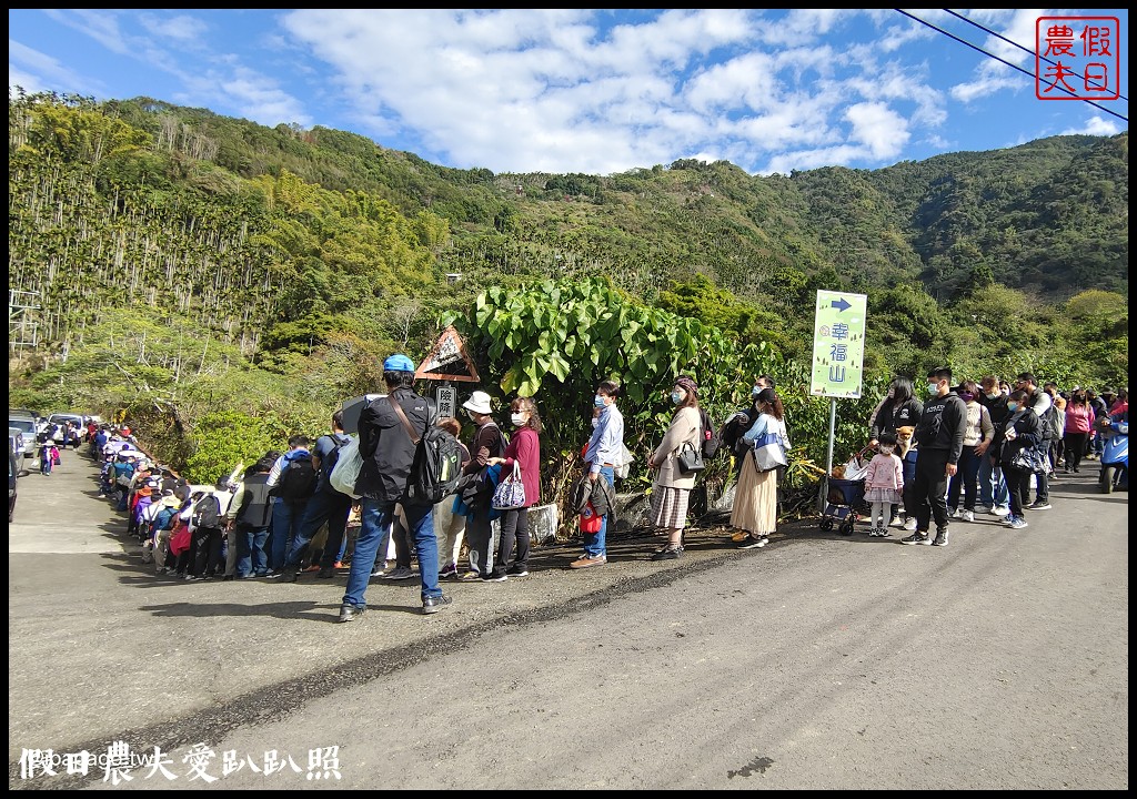 阿本農場|盛開櫻花搭配油菜花波斯菊花海更美|2024交通資訊 @假日農夫愛趴趴照