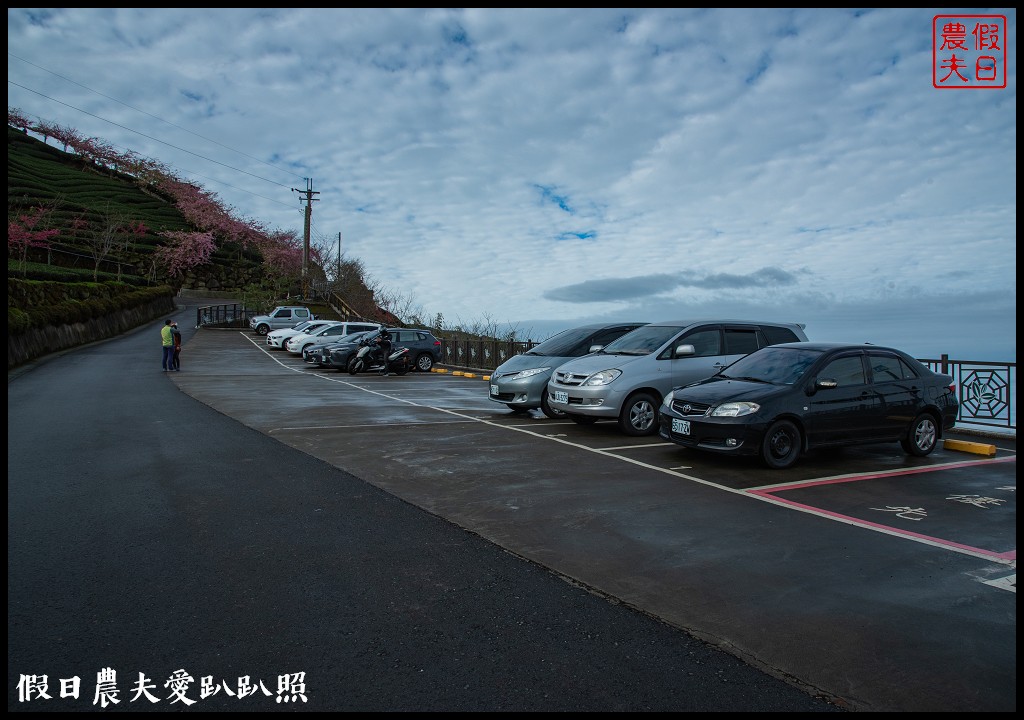 粉紅色的巨龍盤踞八卦茶園旁|枝垂櫻櫻花隧道盛開在綠色茶園超浪漫/竹海隧道 @假日農夫愛趴趴照