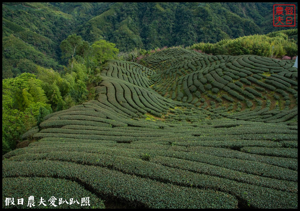 粉紅色的巨龍盤踞八卦茶園旁|枝垂櫻櫻花隧道盛開在綠色茶園超浪漫/竹海隧道 @假日農夫愛趴趴照