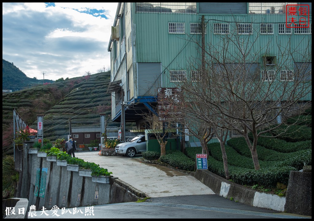 粉紅色的巨龍盤踞八卦茶園旁|枝垂櫻櫻花隧道盛開在綠色茶園超浪漫/竹海隧道 @假日農夫愛趴趴照