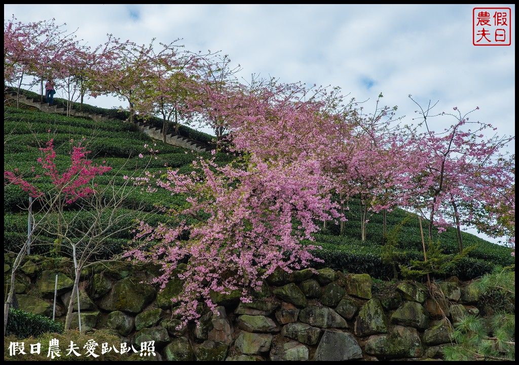 粉紅色的巨龍盤踞八卦茶園旁|枝垂櫻櫻花隧道盛開在綠色茶園超浪漫/竹海隧道 @假日農夫愛趴趴照