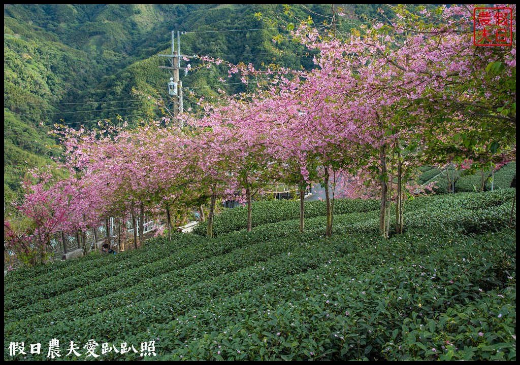 粉紅色的巨龍盤踞八卦茶園旁|枝垂櫻櫻花隧道盛開在綠色茶園超浪漫/竹海隧道 @假日農夫愛趴趴照