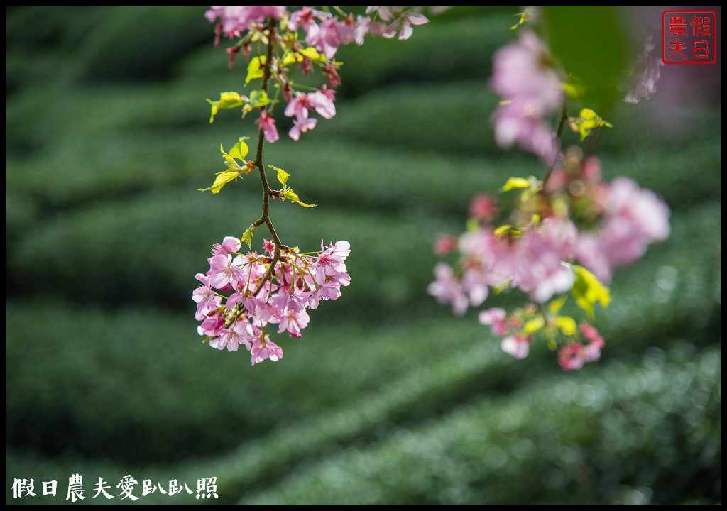 粉紅色的巨龍盤踞八卦茶園旁|枝垂櫻櫻花隧道盛開在綠色茶園超浪漫/竹海隧道 @假日農夫愛趴趴照