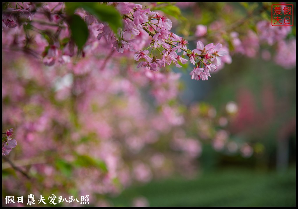 粉紅色的巨龍盤踞八卦茶園旁|枝垂櫻櫻花隧道盛開在綠色茶園超浪漫/竹海隧道 @假日農夫愛趴趴照