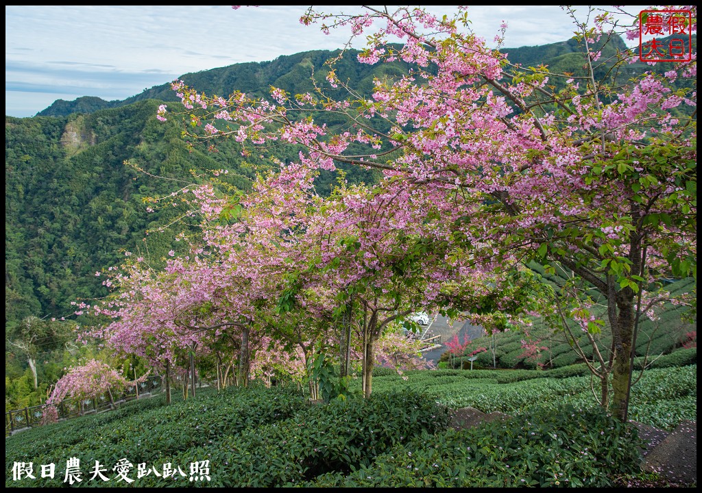 粉紅色的巨龍盤踞八卦茶園旁|枝垂櫻櫻花隧道盛開在綠色茶園超浪漫/竹海隧道 @假日農夫愛趴趴照