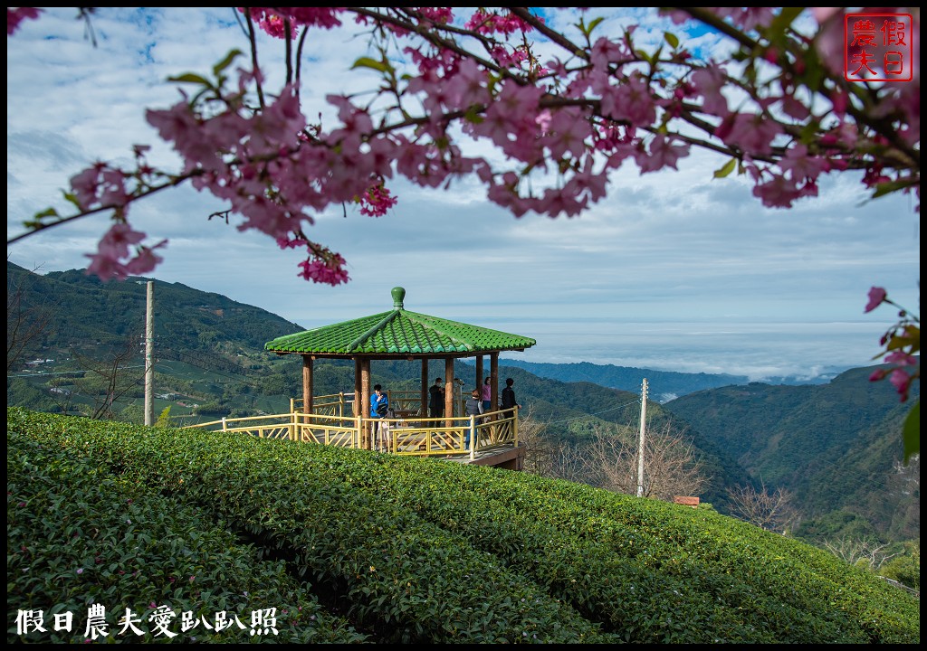 粉紅色的巨龍盤踞八卦茶園旁|枝垂櫻櫻花隧道盛開在綠色茶園超浪漫/竹海隧道 @假日農夫愛趴趴照