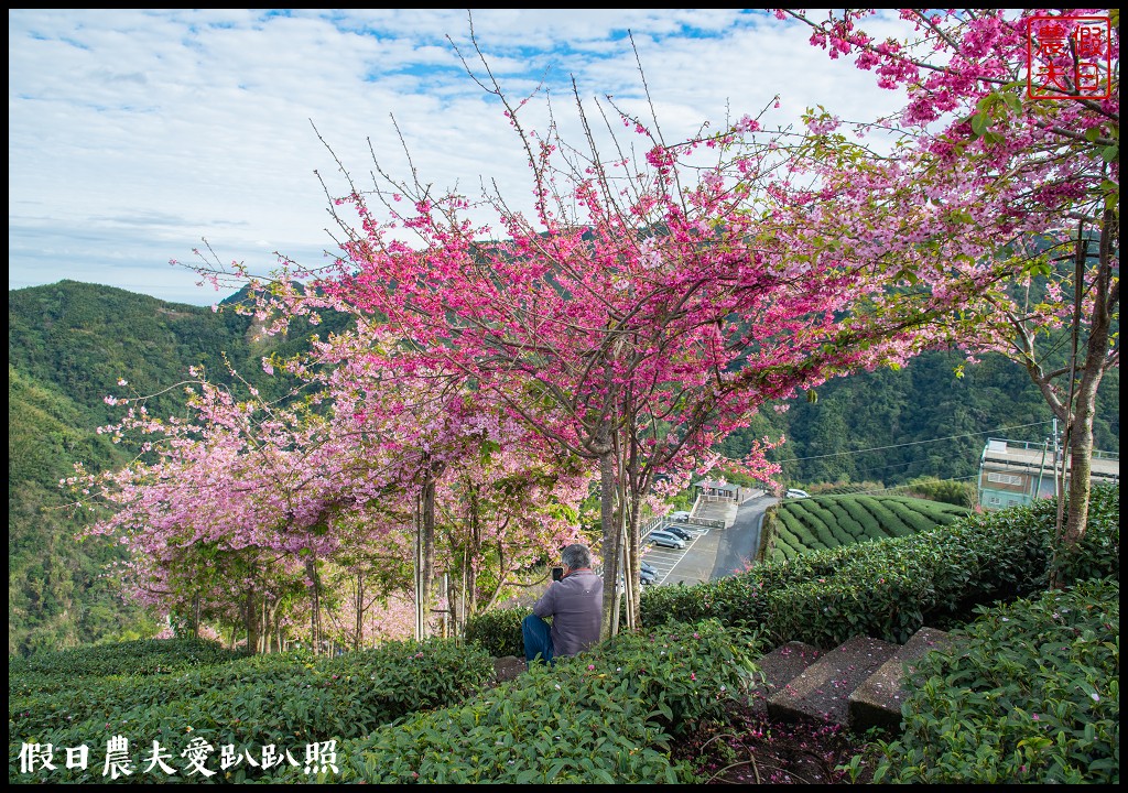 粉紅色的巨龍盤踞八卦茶園旁|枝垂櫻櫻花隧道盛開在綠色茶園超浪漫/竹海隧道 @假日農夫愛趴趴照