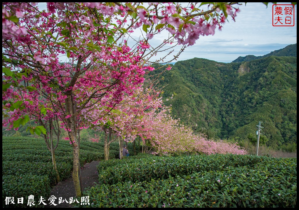 粉紅色的巨龍盤踞八卦茶園旁|枝垂櫻櫻花隧道盛開在綠色茶園超浪漫/竹海隧道 @假日農夫愛趴趴照