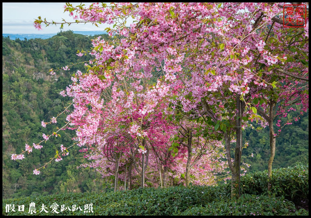 粉紅色的巨龍盤踞八卦茶園旁|枝垂櫻櫻花隧道盛開在綠色茶園超浪漫/竹海隧道 @假日農夫愛趴趴照