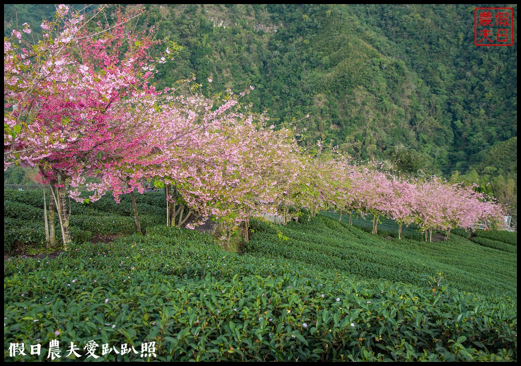 粉紅色的巨龍盤踞八卦茶園旁|枝垂櫻櫻花隧道盛開在綠色茶園超浪漫/竹海隧道 @假日農夫愛趴趴照