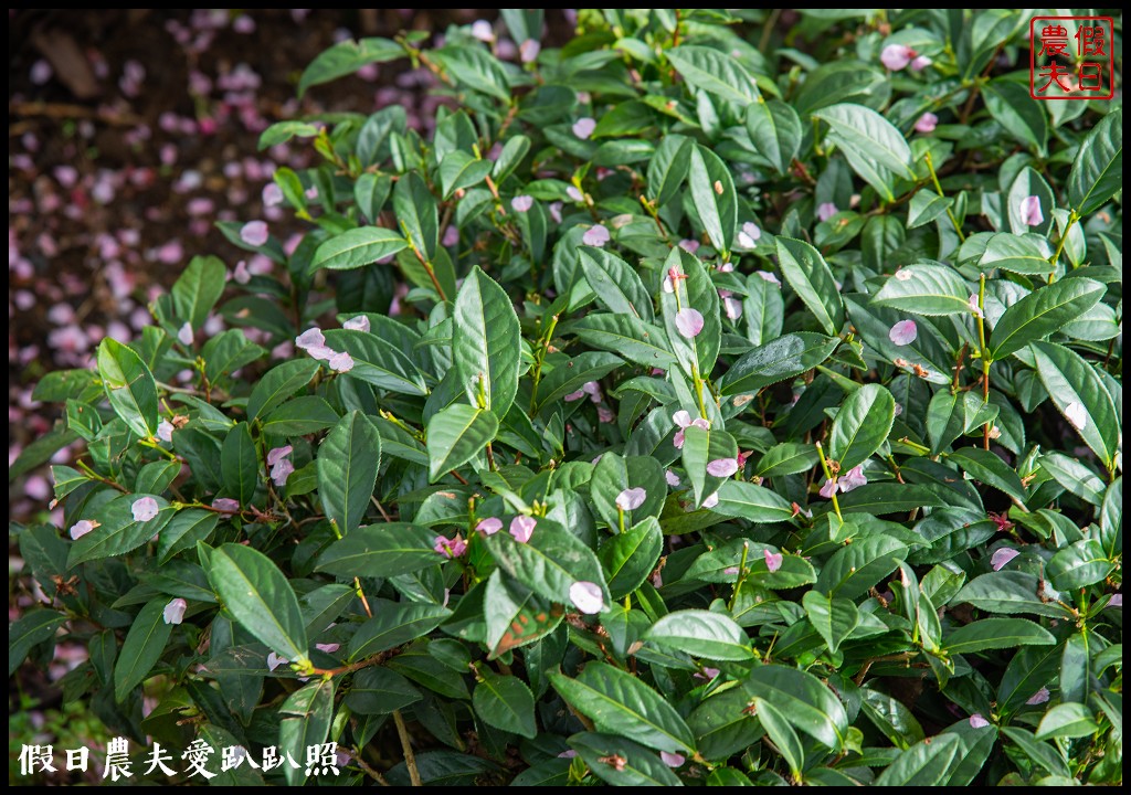 粉紅色的巨龍盤踞八卦茶園旁|枝垂櫻櫻花隧道盛開在綠色茶園超浪漫/竹海隧道 @假日農夫愛趴趴照