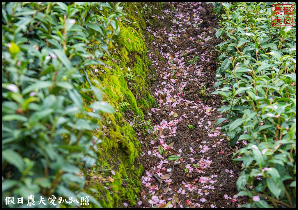 粉紅色的巨龍盤踞八卦茶園旁|枝垂櫻櫻花隧道盛開在綠色茶園超浪漫/竹海隧道 @假日農夫愛趴趴照