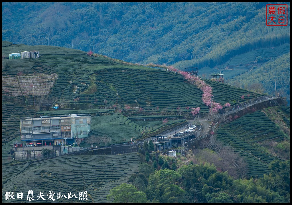 粉紅色的巨龍盤踞八卦茶園旁|枝垂櫻櫻花隧道盛開在綠色茶園超浪漫/竹海隧道 @假日農夫愛趴趴照