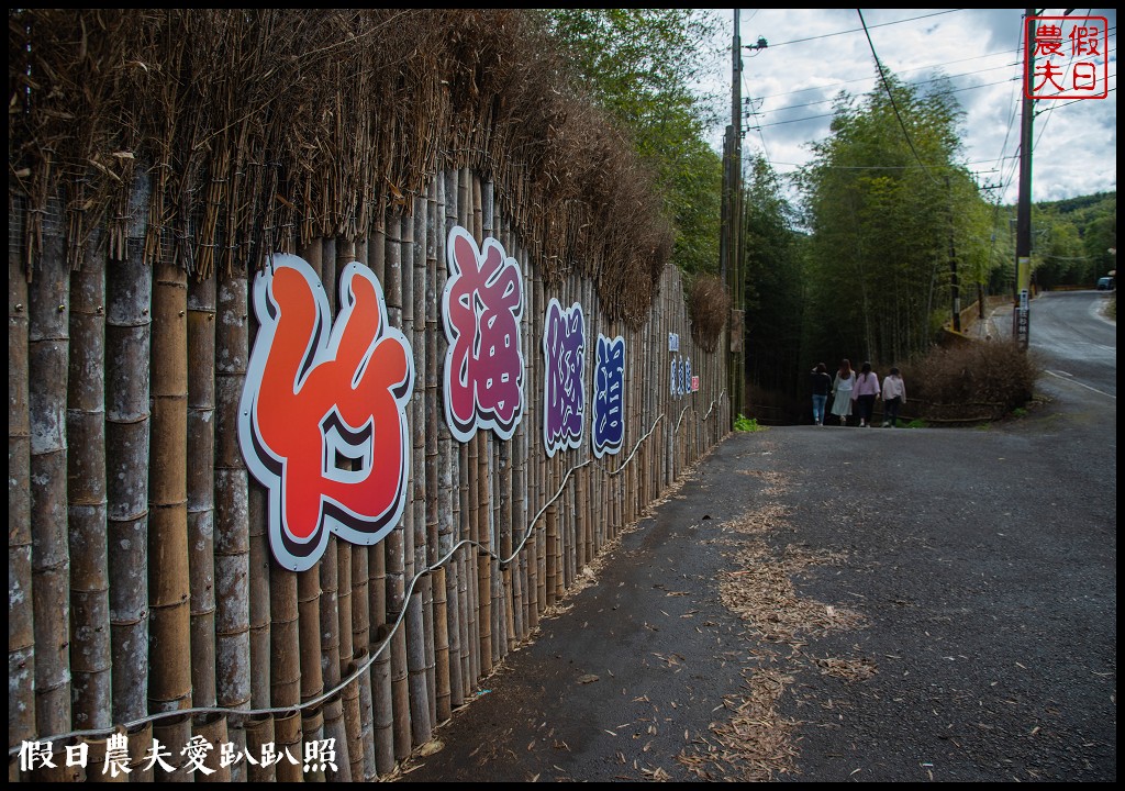 粉紅色的巨龍盤踞八卦茶園旁|枝垂櫻櫻花隧道盛開在綠色茶園超浪漫/竹海隧道 @假日農夫愛趴趴照