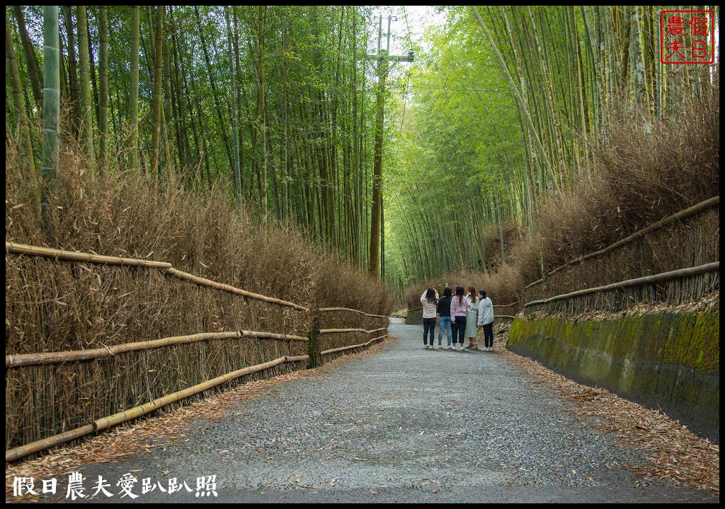 粉紅色的巨龍盤踞八卦茶園旁|枝垂櫻櫻花隧道盛開在綠色茶園超浪漫/竹海隧道 @假日農夫愛趴趴照