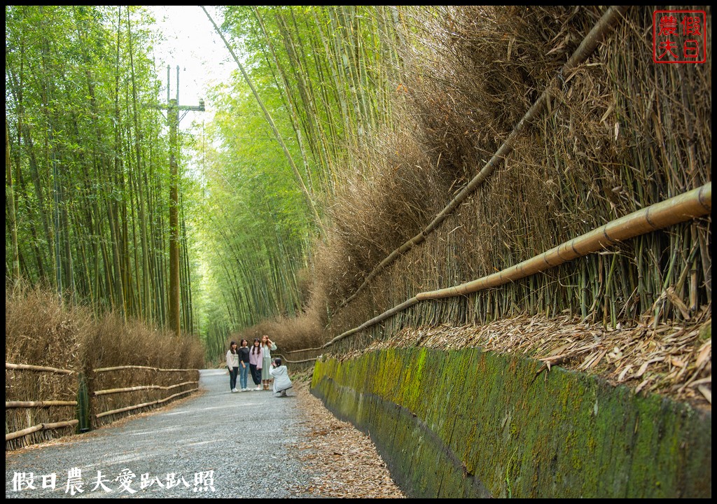 粉紅色的巨龍盤踞八卦茶園旁|枝垂櫻櫻花隧道盛開在綠色茶園超浪漫/竹海隧道 @假日農夫愛趴趴照