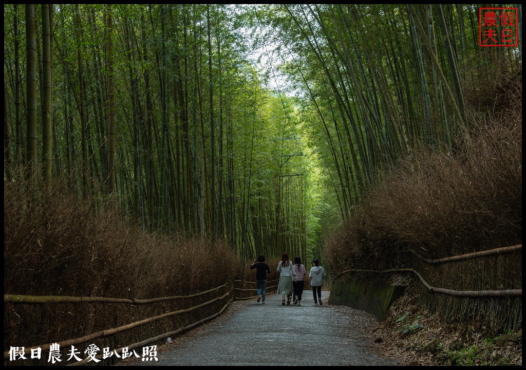 粉紅色的巨龍盤踞八卦茶園旁|枝垂櫻櫻花隧道盛開在綠色茶園超浪漫/竹海隧道 @假日農夫愛趴趴照