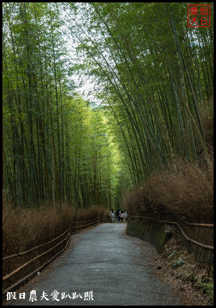 粉紅色的巨龍盤踞八卦茶園旁|枝垂櫻櫻花隧道盛開在綠色茶園超浪漫/竹海隧道 @假日農夫愛趴趴照