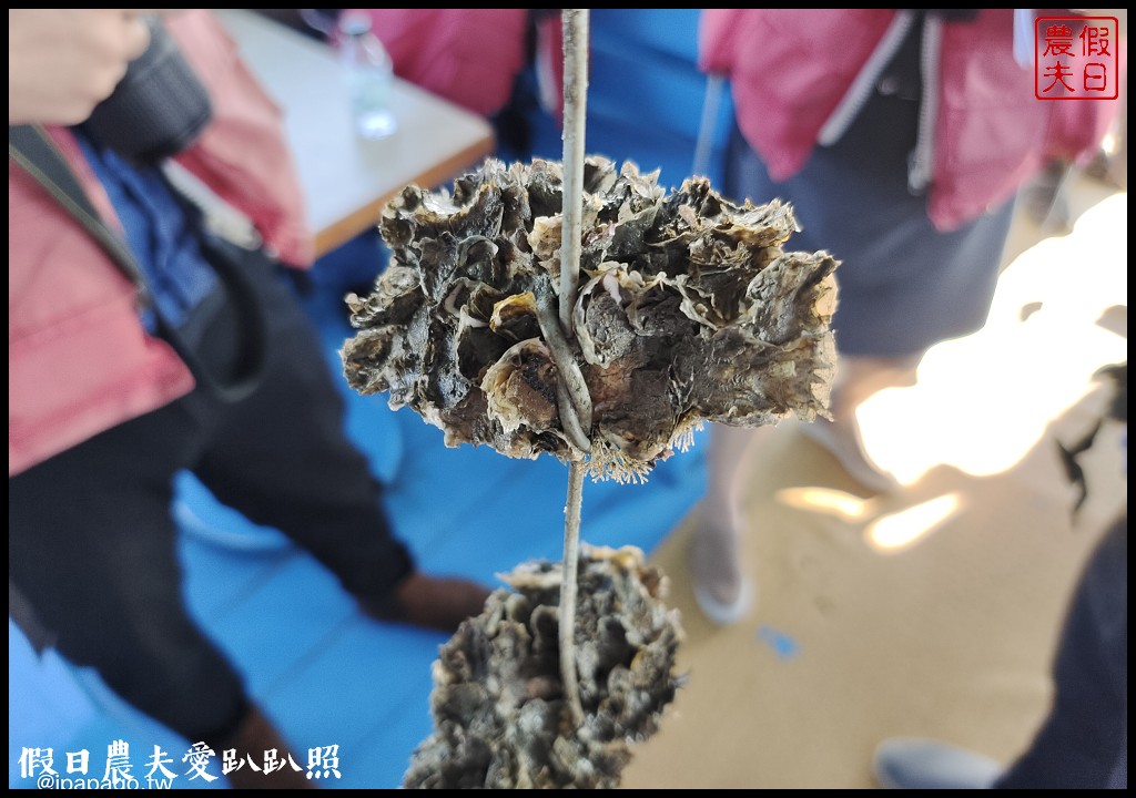 布袋新玩法|搭海上巴士搶灘蛋糕沙灘．來無人島上拍網美照打卡 @假日農夫愛趴趴照