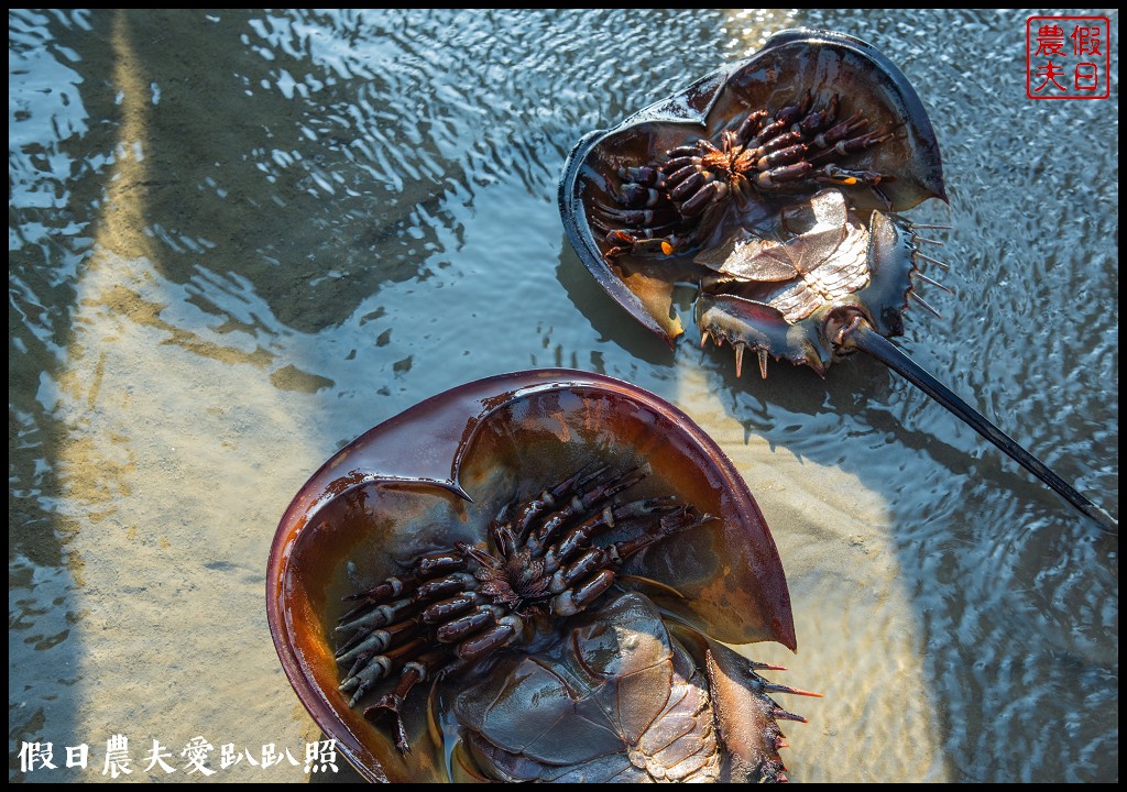 布袋新玩法|搭海上巴士搶灘蛋糕沙灘．來無人島上拍網美照打卡 @假日農夫愛趴趴照