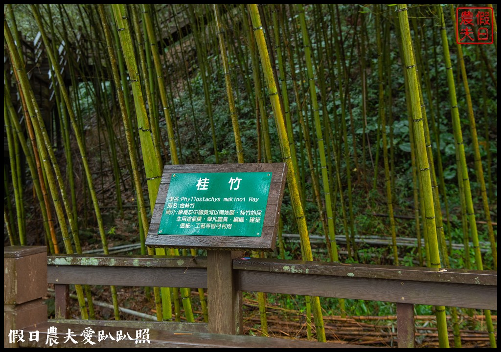 從跨河空中觀瀑平台近距離欣賞竹山第一美瀑瑞龍瀑布的美景 @假日農夫愛趴趴照