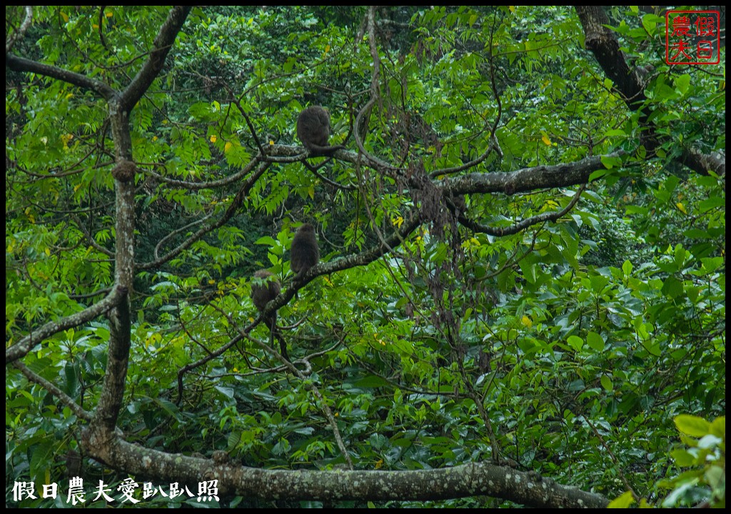 從跨河空中觀瀑平台近距離欣賞竹山第一美瀑瑞龍瀑布的美景 @假日農夫愛趴趴照