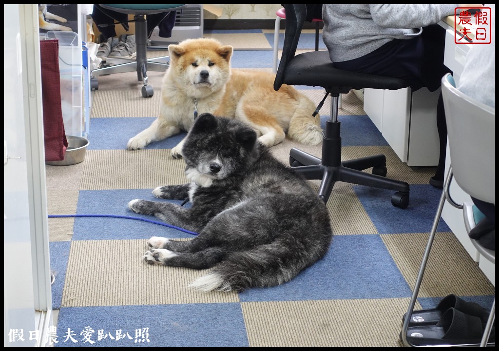 秋田縣旅遊提案|包車深度微旅或是自駕遊都很適合/竿燈祭/秋田犬 @假日農夫愛趴趴照