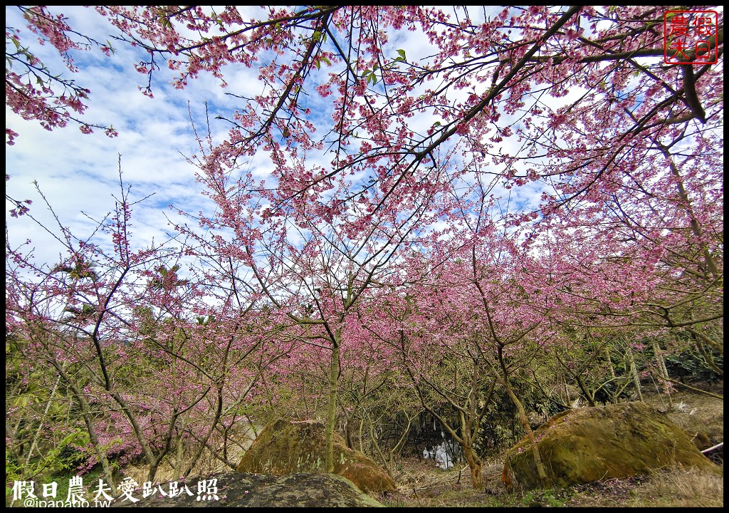 草嶺櫻花季|世界第一的咖啡與美麗櫻花相遇在青山坪咖啡農場 @假日農夫愛趴趴照