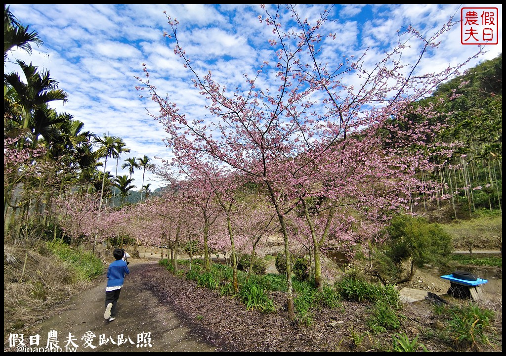 草嶺櫻花季|世界第一的咖啡與美麗櫻花相遇在青山坪咖啡農場 @假日農夫愛趴趴照