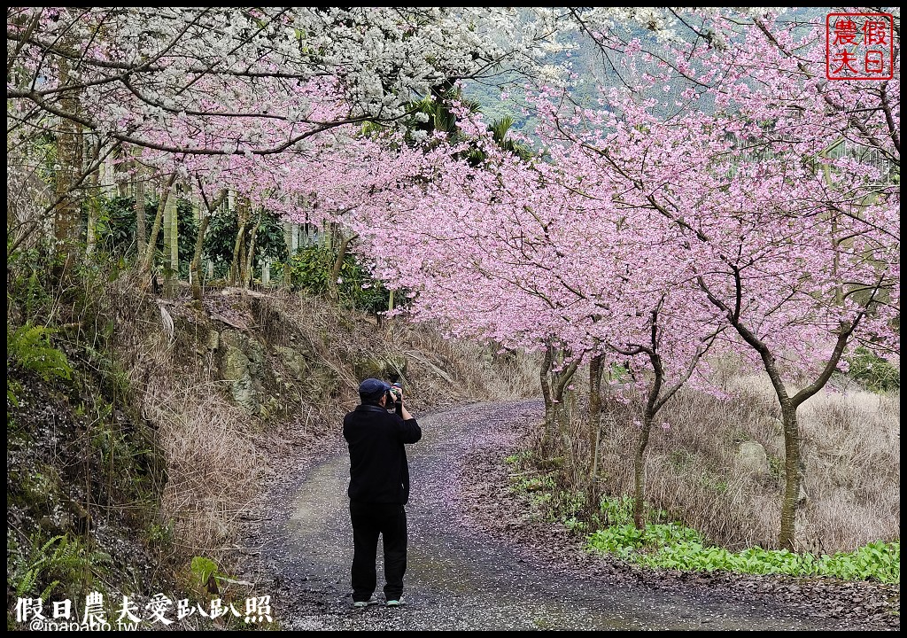 草嶺櫻花季|世界第一的咖啡與美麗櫻花相遇在青山坪咖啡農場 @假日農夫愛趴趴照