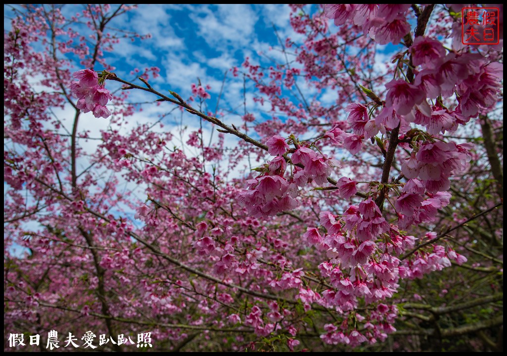 草嶺櫻花季|世界第一的咖啡與美麗櫻花相遇在青山坪咖啡農場 @假日農夫愛趴趴照