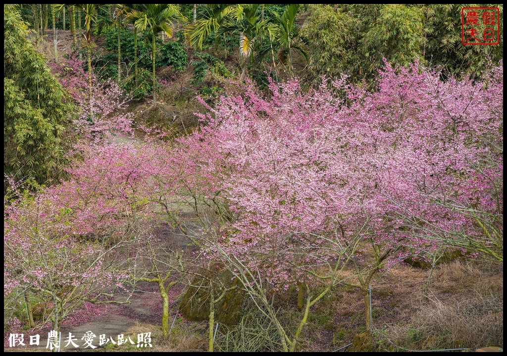 草嶺櫻花季|世界第一的咖啡與美麗櫻花相遇在青山坪咖啡農場 @假日農夫愛趴趴照