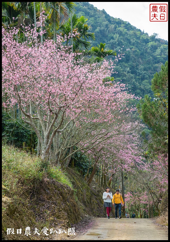 草嶺櫻花季|世界第一的咖啡與美麗櫻花相遇在青山坪咖啡農場 @假日農夫愛趴趴照