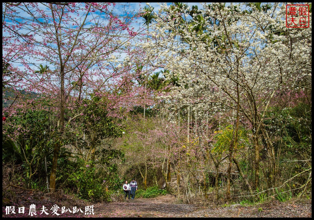 草嶺櫻花季|世界第一的咖啡與美麗櫻花相遇在青山坪咖啡農場 @假日農夫愛趴趴照