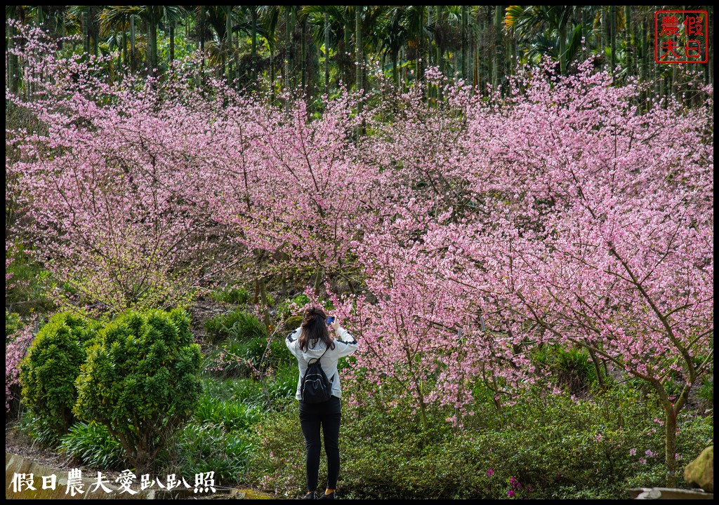 草嶺櫻花季|世界第一的咖啡與美麗櫻花相遇在青山坪咖啡農場 @假日農夫愛趴趴照