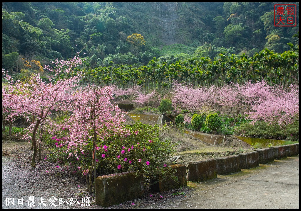 草嶺櫻花季|世界第一的咖啡與美麗櫻花相遇在青山坪咖啡農場 @假日農夫愛趴趴照