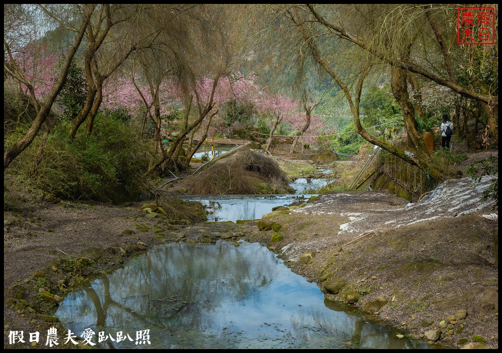 草嶺櫻花季|世界第一的咖啡與美麗櫻花相遇在青山坪咖啡農場 @假日農夫愛趴趴照