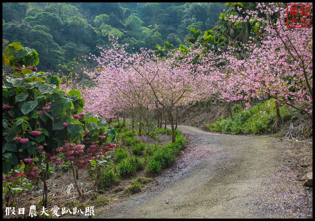 草嶺櫻花季|世界第一的咖啡與美麗櫻花相遇在青山坪咖啡農場 @假日農夫愛趴趴照