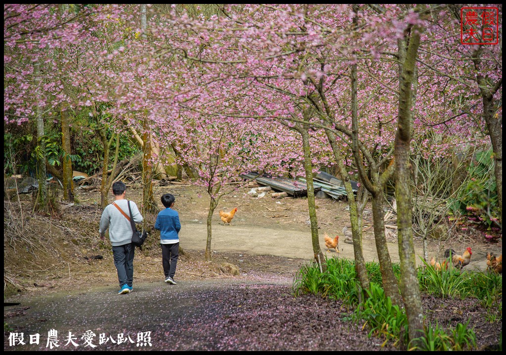 草嶺櫻花季|世界第一的咖啡與美麗櫻花相遇在青山坪咖啡農場 @假日農夫愛趴趴照