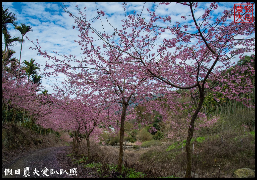 草嶺櫻花季|世界第一的咖啡與美麗櫻花相遇在青山坪咖啡農場 @假日農夫愛趴趴照