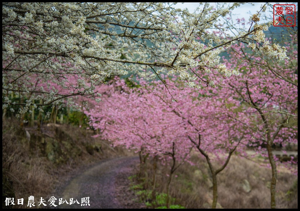 草嶺櫻花季|世界第一的咖啡與美麗櫻花相遇在青山坪咖啡農場 @假日農夫愛趴趴照