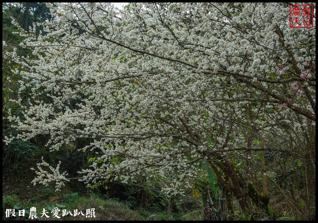 草嶺櫻花季|世界第一的咖啡與美麗櫻花相遇在青山坪咖啡農場 @假日農夫愛趴趴照