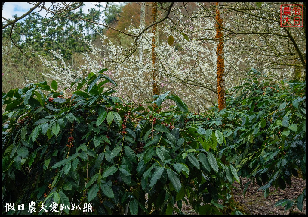 草嶺櫻花季|世界第一的咖啡與美麗櫻花相遇在青山坪咖啡農場 @假日農夫愛趴趴照