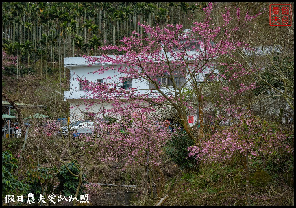 草嶺櫻花季|世界第一的咖啡與美麗櫻花相遇在青山坪咖啡農場 @假日農夫愛趴趴照