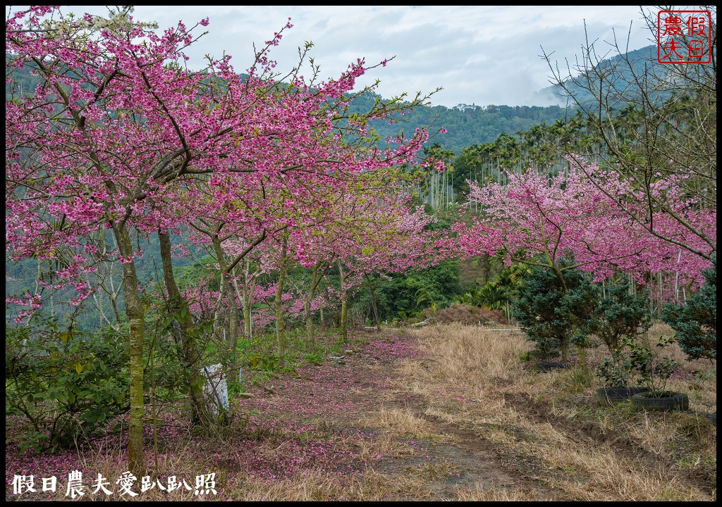 草嶺櫻花季|世界第一的咖啡與美麗櫻花相遇在青山坪咖啡農場 @假日農夫愛趴趴照