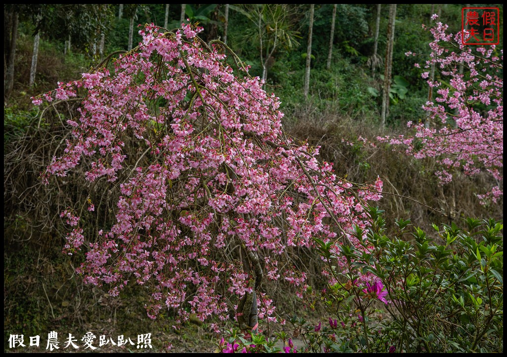 草嶺櫻花季|世界第一的咖啡與美麗櫻花相遇在青山坪咖啡農場 @假日農夫愛趴趴照